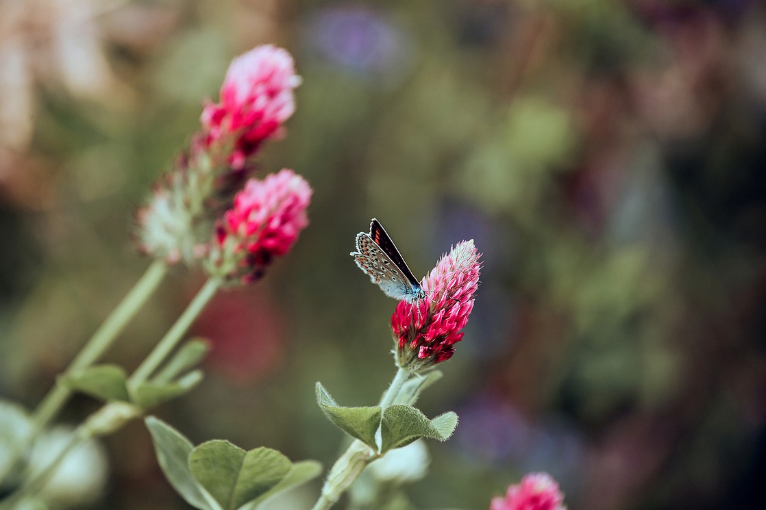 Natalie Schampaul Fotografie