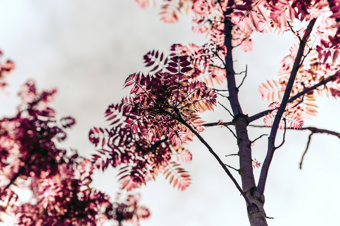 Natalie Schampaul Fotografie