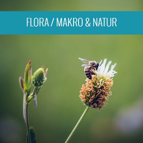 flora-makro-natur-fotografie-galerie.jpg