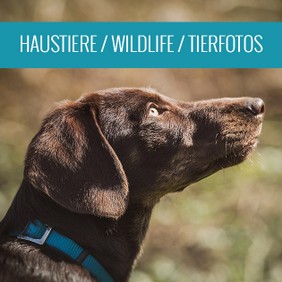 haustiere-wildlife-tierfotos-fotoshooting-galerie.jpg