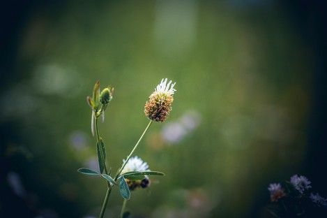 natur-landschaft-makro-insekten-sommer-fotos-fotografie-natalie-schampaul-9.jpg